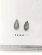 Click for 1 image(s) for this accession. FRUIT